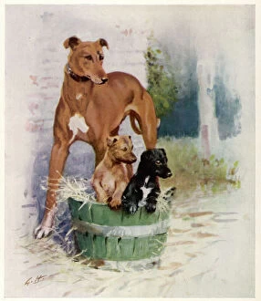 Dog Racing Collection: Greyhounds by Gilbert Holiday