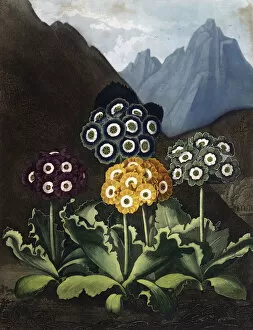 Temple Collection: A Group of Auriculas