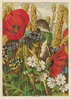 1869 Collection: Harvest Mice 1869