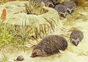 The J Salmon Archive Collection: Hedgehogs