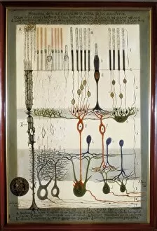 Cajal Collection: Histological Diagram of a Mammalian Retina