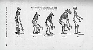 Chimpanzee Collection: Hylobates sp. Pongo pygmaeus, Pan troglodytes, Gorilla gori