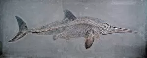 Related Images Fine Art Print Collection: Ichthyosaurus acutirostris