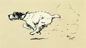 Fox Terrier Wire Poster Print Collection: Illustration by Cecil Aldin, Tatters chasing the car