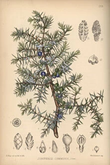 David Roberts Jigsaw Puzzle Collection: Juniper tree, Juniperus communis