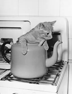 Cats Jigsaw Puzzle Collection: KETTLE CAT