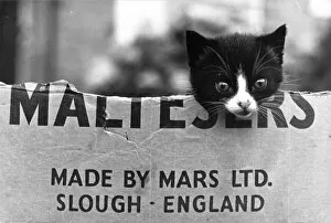 Cats Poster Print Collection: Kitten in a Maltesers cardboard box