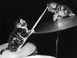Cats Poster Print Collection: Two kittens with a drumkit