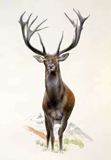 Greensmith Collection: A Large Red Deer stag