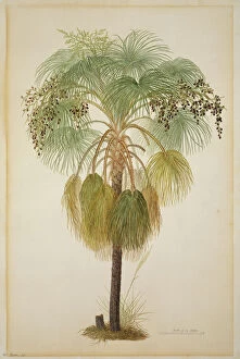 Botanical Photographic Print Collection: Livistona humilis, sand palm