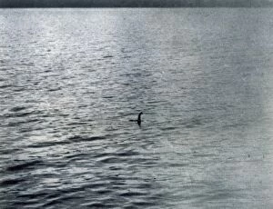 Ness Collection: Loch Ness Monster