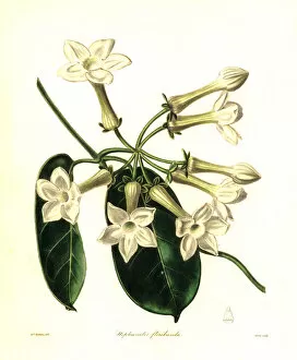 Related Images Framed Print Collection: Madagascar jasmine, Marsdenia floribunda
