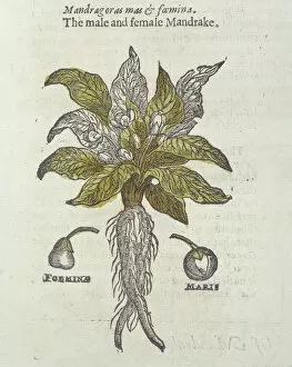 Thomas Johnson Canvas Print Collection: Mandragora officinarum, mandrake