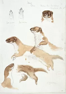 Sketches Premium Framed Print Collection: Mustela nivalis, least weasel