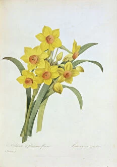 Fine art Canvas Print Collection: Narcissus tazetta, tazetta daffodil