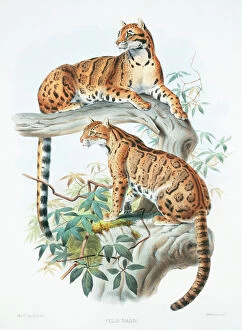 Leopard Metal Print Collection: Neofelis nebulosa diardi, clouded leopard