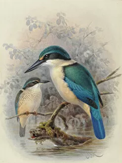 Animal paintings Photo Mug Collection: New Zealand Kingfisher (young and adult)