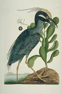 Ardeidae Collection: Nyctanassa violacea, yellow-crowned night heron
