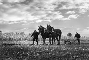 Furrows Collection: A pair of Suffolk Punch working horses pull a plough