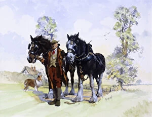 Collie Collection: A pair of working Shire Horses & Farmer