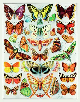 Related Images Collection: Papillons - butterflies