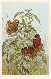 Butterflies Metal Print Collection: Peacock Butterfly