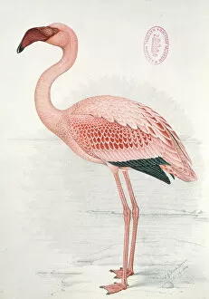 Animal drawings Photo Mug Collection: Phoeniconaias minor, lesser flamingo