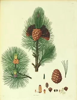 Fine art Poster Print Collection: Pinus cembra, Arolla pine