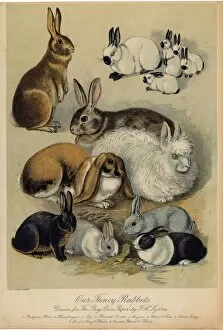 Posters Mouse Mat Collection: Rabbits & Hares / Lydon