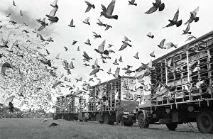 Pigeon Collection: Racing pigeon release