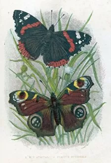 Related Images Metal Print Collection: Red Admiral Butterfly