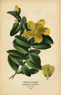Botanical Poster Print Collection: Rose of Sharon, Hypericum calycinum