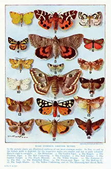 Collection: A selection of common British Moths