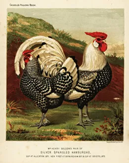 Chicken Metal Print Collection: Silver spangled Hamburgh cock and hen