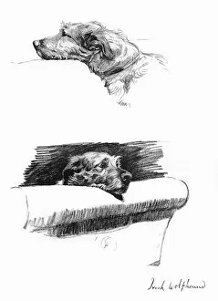 Wolfhound Collection: Sketches of an Irish Wolfhound by Cecil Aldin