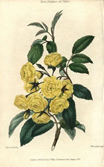 Robert Smith Photographic Print Collection: Many small yellow roses, Lady Banks rose, Rosa