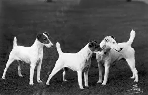 Terrier Collection: Smooth Fox Terriers