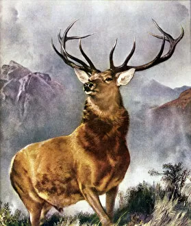 30 Jul 2015 Cushion Collection: Stag / Monarch of Glen 19C