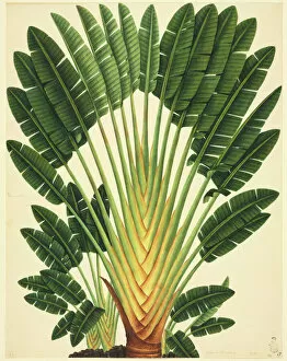 Botanical Pillow Collection: Strelitzea sp. bird of paradise flower