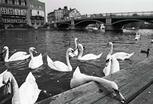 14 Mar 2019 Framed Print Collection: Swans, Windsor Bridge, Henley