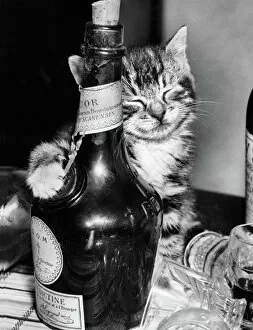 Cats Metal Print Collection: Tabby kitten with liqueur bottle