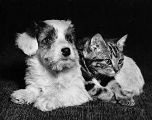 Dogs Collection: Tabby kitten and terrier puppy