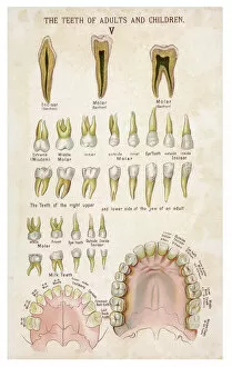 Roof Collection: Teeth of adults and children
