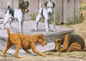 Fox Terrier Wire Framed Print Collection: Terriers