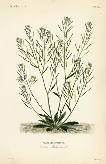 Pierre Dupuis Greetings Card Collection: Thale cress or arabidopsis, Arabidopsis thaliana