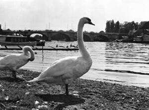 Related Images Collection: Thames Swans
