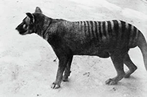 Related Images Metal Print Collection: Thylacinus cynocephalus, thylacine
