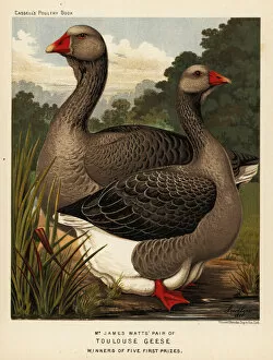 Related Images Metal Print Collection: Toulouse geese with dewlap, cock and hen
