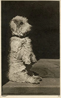 Terrier Collection: Trust - A Glen of Imaal Terrier demonstrating the Glen Sit. Date: 1942