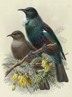 Animal paintings Poster Print Collection: Tui (young and adult)